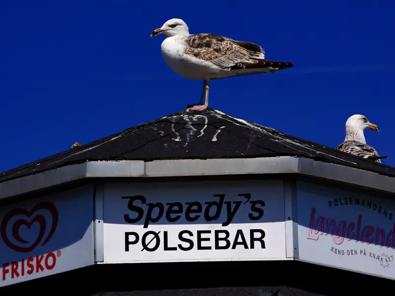 Larus marinus, 3rd year, Gilleleje, Sjælland 2014-05-16 (14053120568) – Gilleleje